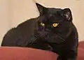 1 Jahr alter schwarzer BKH-Kater