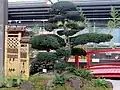 Blumenschau: „Japanische Kunstformen“