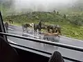 Ausgebüxte Weidetiere auf der Silvretta-Hochalpenstraße im Bereich Großvermunt.