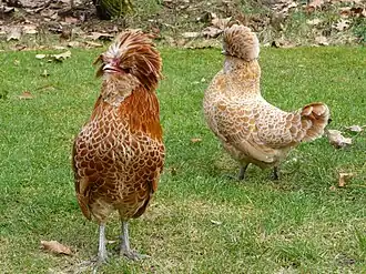 Paduaner (Huhn)