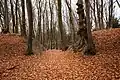Weg durch den Wall der Vorburg im Norden