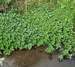 Bachbunge (Veronica beccabunga)