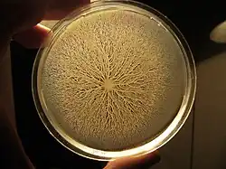 Bakterienschwarm des Bacillus subtilis in Schale mit 90 mm Durchmesser