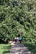 Baum in voller Blüte