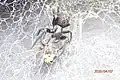 Weibliche Hauskräuselspinne im Begriff, eine Wespe zu erlegen.