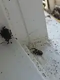 Frisch geschlüpfte Jungtiere noch im Bereich des einstigen Eikokons, rechts unten das Muttertier.
