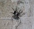 Weibliche Hauskräuselspinne vor der Wohnröhre ihres Netzes