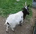 Bagot-Ziege
