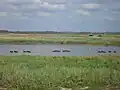 Tümpel mit Enten im Sumpfland
