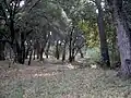 Wald in Baja California