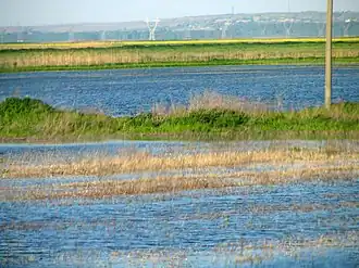 Überflutung in der Balta Ialomiţei
