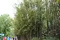 Bamboo Garden