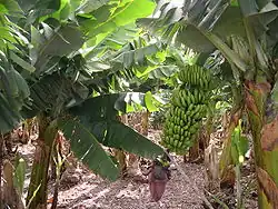 Infrastruktur der United Fruit Company