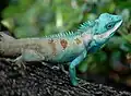 Blaue Schönechse (Calotes mystaceus)