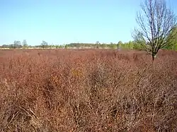 Bannetzer Moor