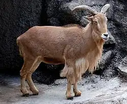 Mähnenspringer (Ammotragus lervia)