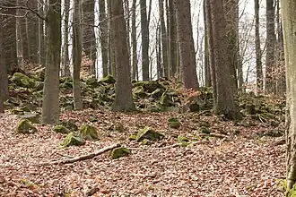 Verstürzte Reste des latènezeitlichen Ringwalls