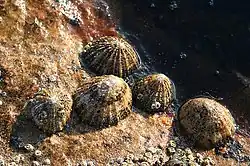 Napfschnecken und Seepocken, wobei die Seepocken z.&nbsp;T. auf den Napfschneckengehäusen sitzen (nahe Lossiemouth, Nordost-Schottland).