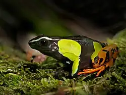 Foto eines Frosches