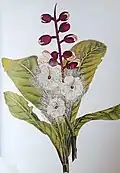 Barringtonia racemosa