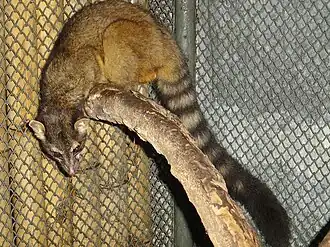 Mittelamerikanisches Katzenfrett