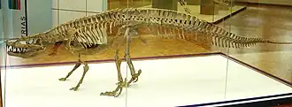 Osteoderm-Doppelreihe beim Kupferzell-Rauisuchier Batrachotomus.