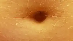Männlicher Bauchnabel