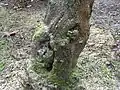 Prunus mit von Pilzkrankheiten befallener Rinde und Eintrittspforten für Erreger der Kernfäule.