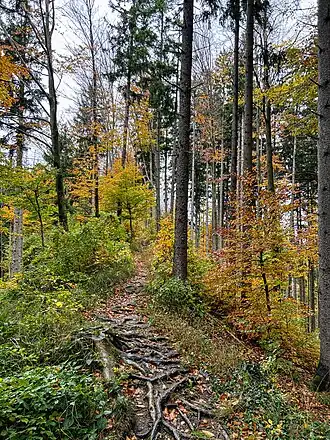 Aidlinger Höhenweg über den Baumberg
