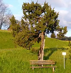 Naturdenkmal baumförmiger Wacholder in Ammenegg.