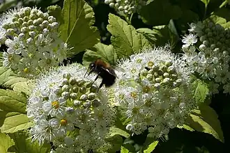 Baumhummel
