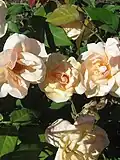‘Baxter Beauty’, Grimwade, 1938