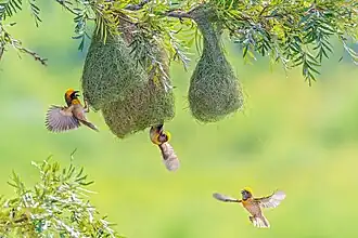 Bayaweber Männchen beim Nestbau