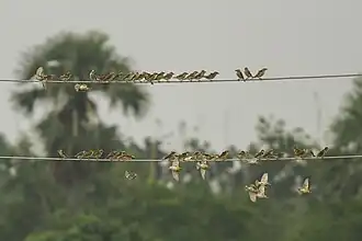Bayaweber Schwarm in Indien