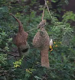 Bayaweber Männchen mit Weibchen am fast fertigen Nest