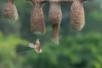 Bayaweber Männchen beim Nestbau in Indien