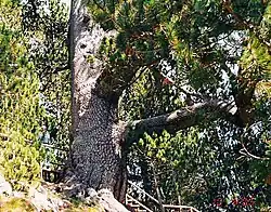 Die Bajkuschewa Mura, ältester Baum Bulgariens