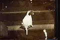 Beagle&nbsp;(?) saß im Freien auf einer Steintreppe, mit dem Rücken zur Kamera. Der Rock einer knienden Frau in der Nähe des Hundes ist links sichtbar (ca. 1905 bis 1910)