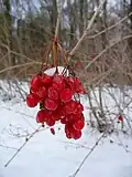 Gewöhnlicher Schneeball: Überwinternde Früchte