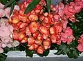 Die Elatior-Begonie (Begonia ×hiemalis Fotsch, Syn.: Begonia ×elatior hort.), ist eine der häufigsten blühenden Zimmerpflanzen.
