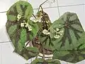 Begonia masoniana