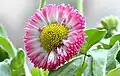 Massliebchen-Zuchtform: Bellis perennis-Kultivar