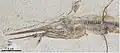 Knochenfisch Belonostomus cf. kochi