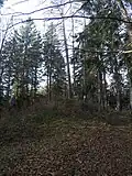 Gipfelbereich des Bemberg