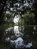 Fischteich im Schlosspark Bendeleben