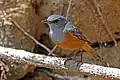 Pseudocossyphus bensoni (Männchen)