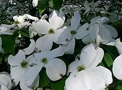 Blüten-Hartriegel