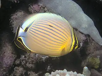 Pazifischer Rippen-Falterfisch (C. lunulatus)