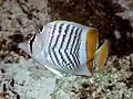 Madagaskar-Winkelfalterfisch (C. madagaskariensis)