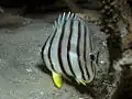 Achtbinden-Falterfisch (C. octofasciatus)